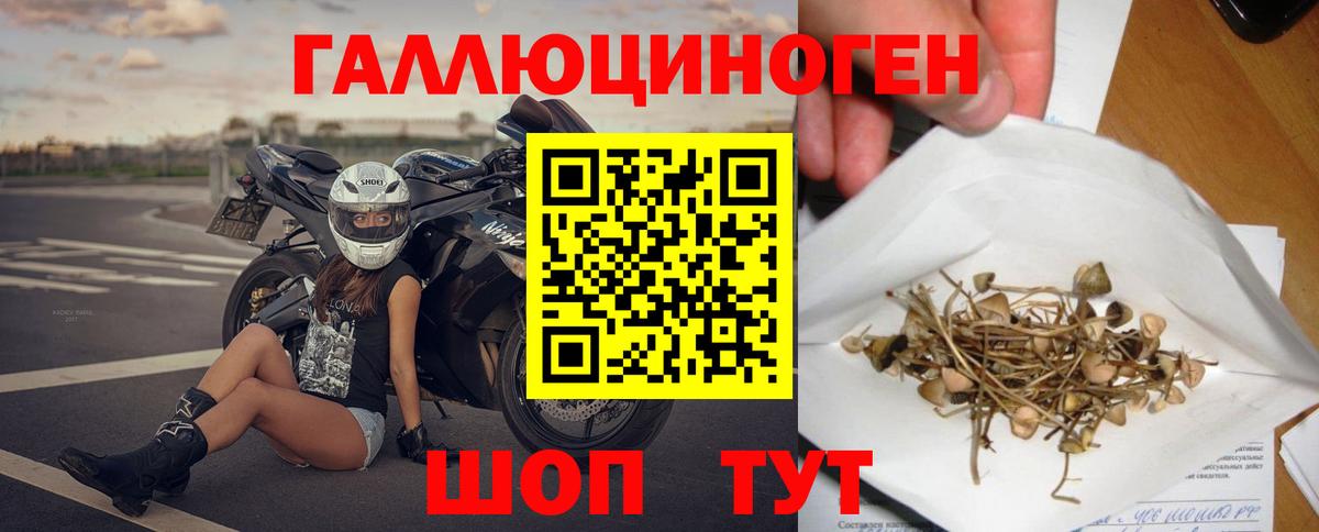 Псилоцибиновые грибы Psilocybe Кандалакша